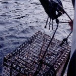 Haulin In The Lobstah Cage